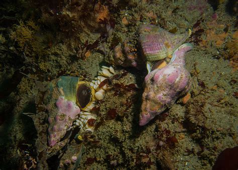   Whelk: Kierrekuoriainen joka rakastaa merenpohjaa ja herkkuihin!