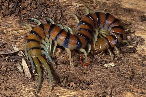  Queensland Millipede: A Gentle Giant With Shiny Armor Exploring the Forest Floor!