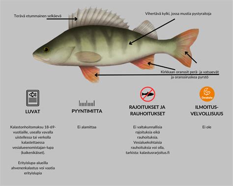  Etelänmeri-ahven, kalastajan unelma ja vedenalaisen maailman mysteeri!