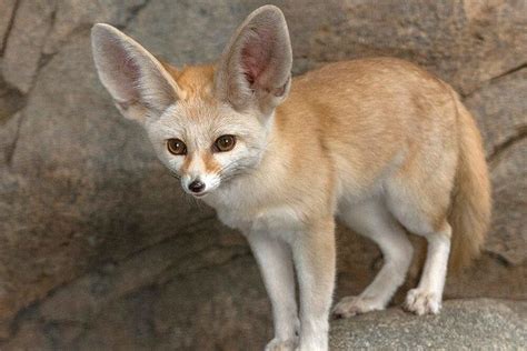  Fennekfoksi - Täynnä energiaa ja söpöyttä, tämä pieni aavikkoasukas kykenee kuulemaan jopa hiiren ravistuksen hiekassa!