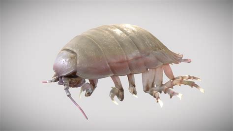  Giant Isopod: Tunnettu syvämeren asukas, joka muistuttaa suurta ja hieman pelottavaa pillä!