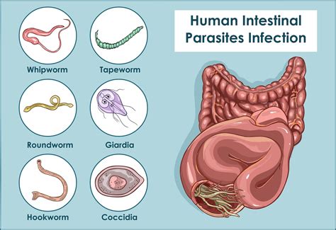  Gregarinea!  Microscopic Parasites Found Lurking Within the Guts of Invertebrates