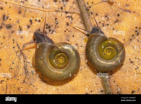  Horned Snail - A Delicate Dancer on a Sticky Trail