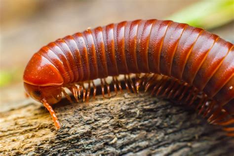  Millipede! A Remarkable Creature With Many Legs That Prefers Damp Environments