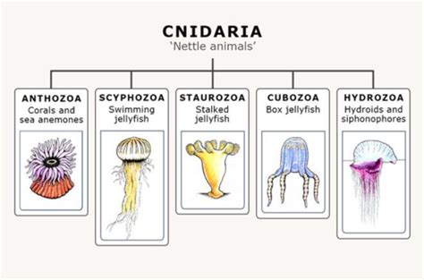  Nectocyla – Onko tämä kirkasbelluinen hydrozoan sukulaisuussuhteessa avaruuden mytologisiin olentoihin?