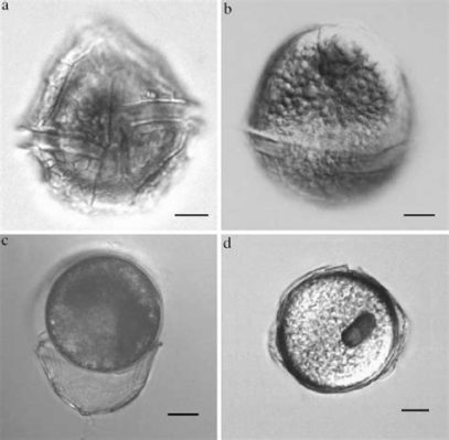 Peridinium! A Tiny Mastermind Orchestrating Microscopic Underwater Worlds through Bioluminescence