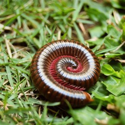  Queensland Millipede: A Gentle Giant With Shiny Armor Exploring the Forest Floor!