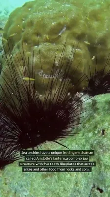  Urchin Sponge - What A Magnificent Marvel This Spiky Resident Of Reefs Is!