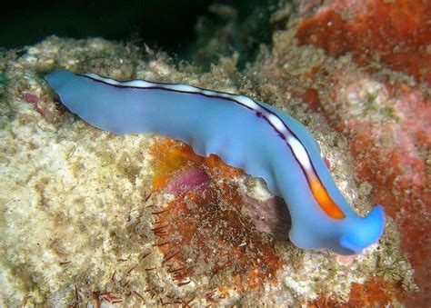  Xiphosomella! A Tiny Flatworm Living a Life Full of Twists and Turns