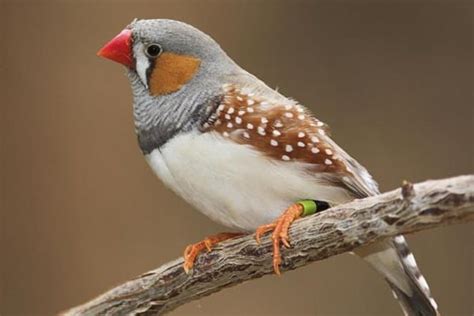  Zebra-Finch: Mitä Tietää Tuosta Pienestä Lintusielusta Joka On Samalla Tosi Sosiaalinen Ja Hämmentävän Älykäs?