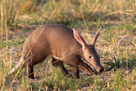 Aardvarken - Yksi harvinaisimmista ja mystisimmistä nilviäisista!