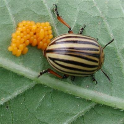  Colorado Potato Beetle: Kimalainen, jolla on vahva nautinnollinen himo munat!”