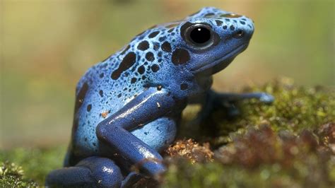  Dart Poison Frog!  Learn about these small amphibians with strikingly bright colors that pack a potent punch