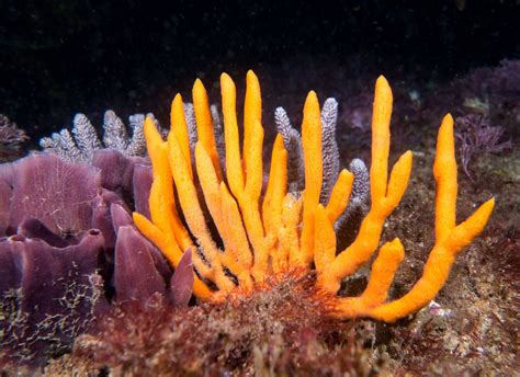  Finger Sponge: A Colorful Creature Hiding Secrets of the Deep Sea!