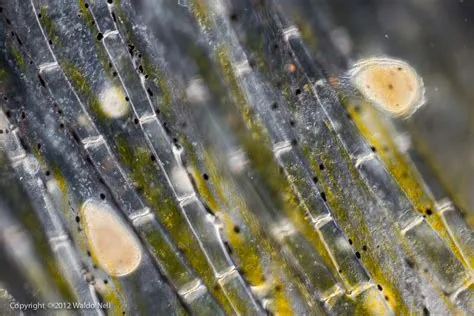  Ichthyophthirius multifiliis:  Hanki tietoa tästä ylimääräisestä mikroskooppisesta kumppanista!