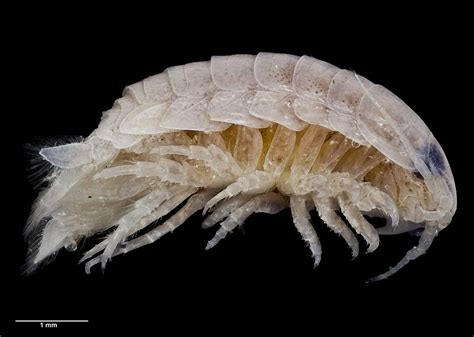  Isopoda! A Microscopic Marvel that Crawls and Swims Through Diverse Aquatic Environments