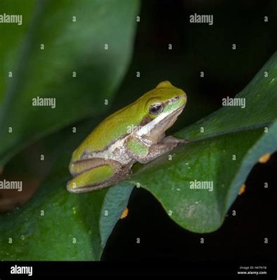  Litoria! A Tiny Tree Frog With a Big Personality