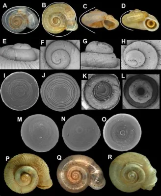  Operculum: Miten tämä mystiinen amöban suojus muotoilee vedenalainen maailma?