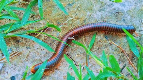  Ringleg Millipede: A Curious Creature That Crawls With Hundreds of Legs!