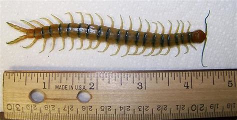  Scolopendra - Miksi tämä nopealiikkeinen metsästäjä on todellinen selviytyjä ja kuinka se selviää vaikeista olosuhteista?