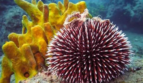  Upwelling Urchin: A Burst of Color Amidst the Deep