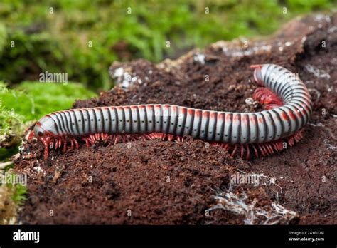  VietnameseMillipede - Kuoriutuu Maasta Kimaltelevana Aaarrekirstuna