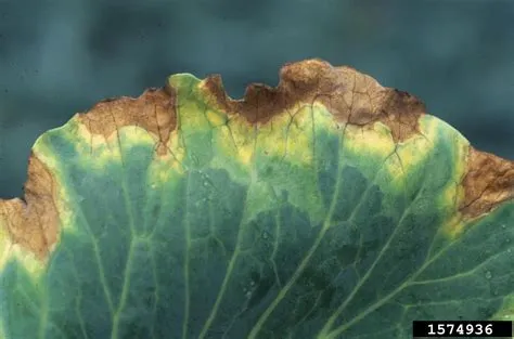 Xanthomonas Campestris: Mistä Löytyy Tämä Pikkuinen Pahis ja Miksi Se On Tärkeitä Kasveille?