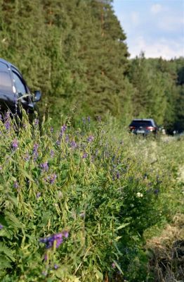   Zographus Strigipes: Mitä Sanovat Tassut Kuvioista Ja Käsittelemistä?!